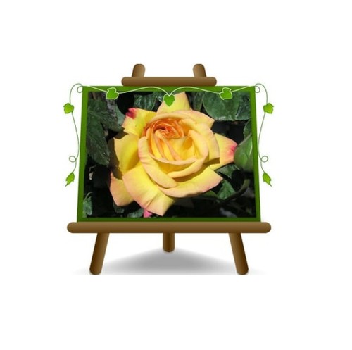 Rosa rampicante fiore - rampicante, grande