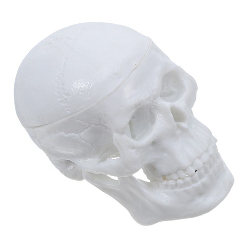 Mini cranio umano per - mini, di