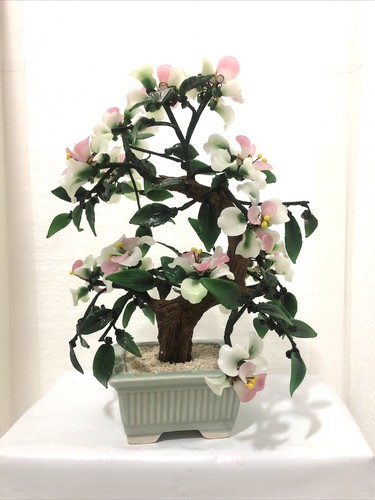 Bonsai vetro giada asiatica - di,