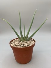 Pianta Di Aloe Plicatilis, Vaso 10 Cm Pianta Alta 17 Cm Verde Chiaro Rare Plant