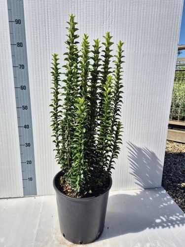 Euonymus japonicus