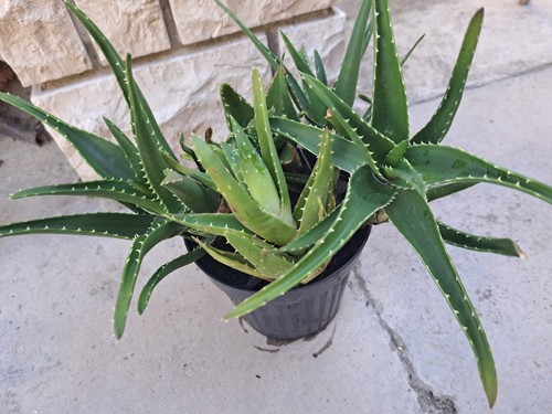 Piante aloe arborescens - piante,