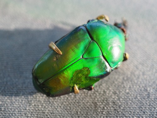 Broche ancienne scarabee - broche,