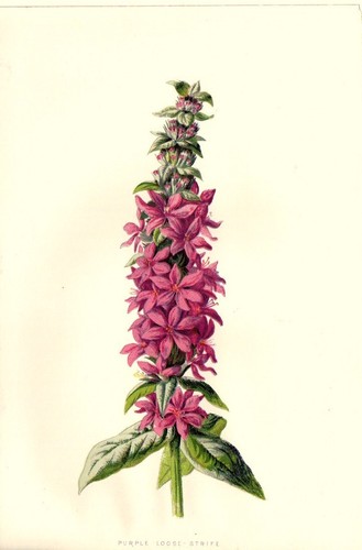 1890 salicaria antica - salicaria,