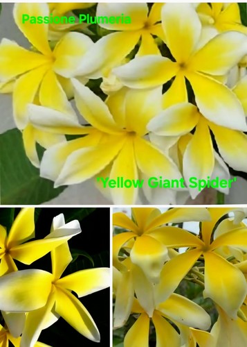 Talea plumeria - talea, (plumeria