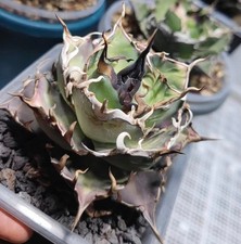 Raro Cactus Agave Titanota