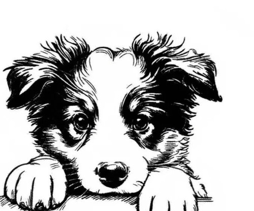 Border collie puppy dog - border,