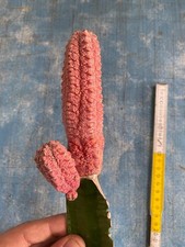 Euphorbia Abdelkuri Damask