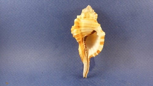 Conchiglia ranularia - conchiglia,