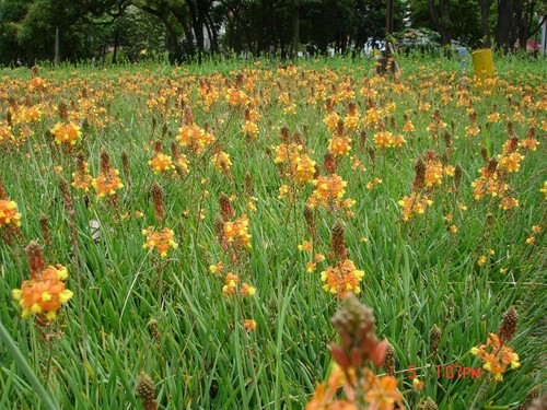 Bulbine frutescens orange - bulbine,