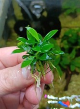 Anubias barteri var. nana