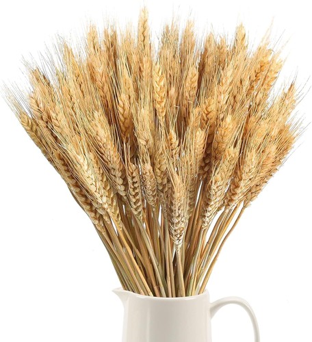 100pcs spighe grano - 100pcs,