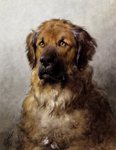 Testa leonberger 1880 cane - di,