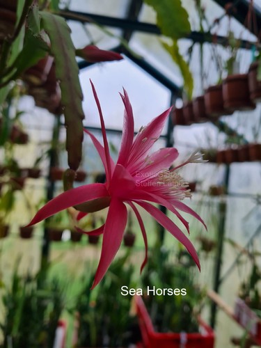 Epiphyllum cactus foglia - a,