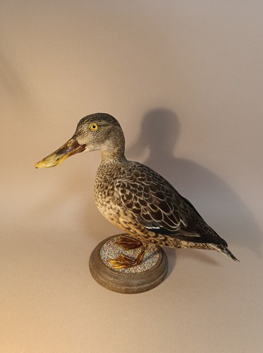 Taxidermy cabinet de - taxidermy,,