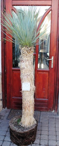 Yucca rostrata tronco - yucca,