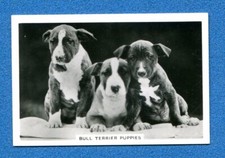 A524- SENIOR SERVICE 1939 - Dogs - n. 2 - BULL TERRIER PUPPIES