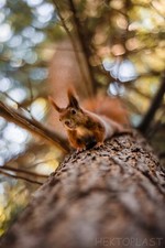 Obiettivo Meyer Optik Gorlitz