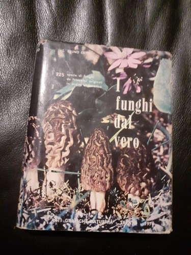 Funghi dal vero bruno - funghi,