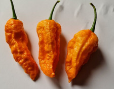 Big mama orange polvere - big,