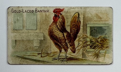 1891 n20 allen ginter premio - allen,