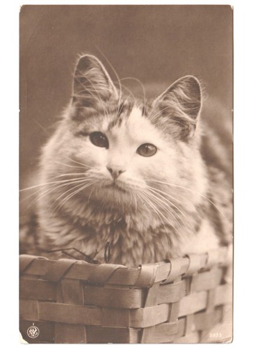1916 cartolina fotografica