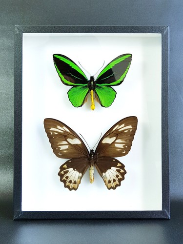 Couple ornithoptera priamus - couple,