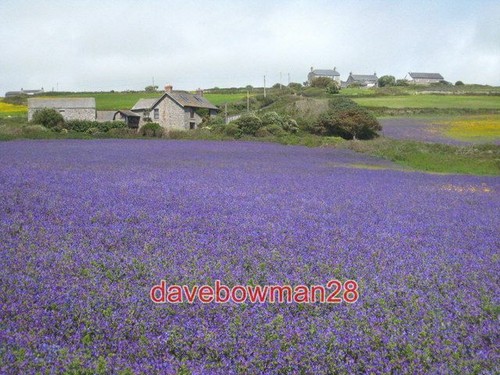 Photo boscregan farm - photo,