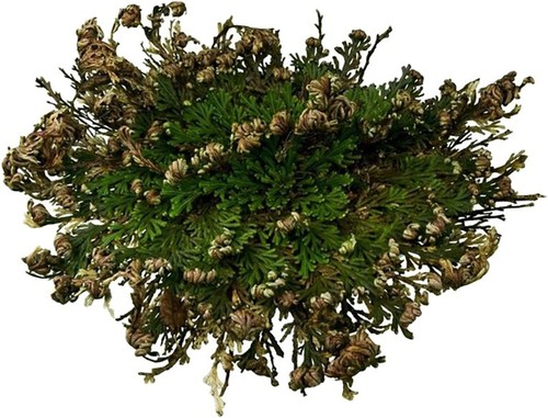 Rosa gerico - rosa,