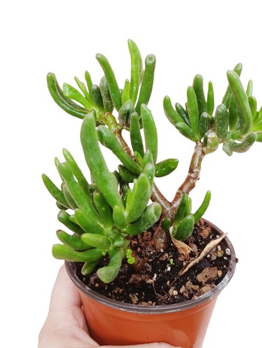 Crassula ovata gollum - crassula, “gollum”