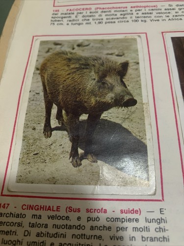 Figurina 147 animali ed - n.,