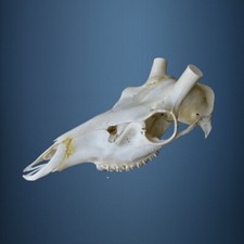 363SKU Teschio di cervo