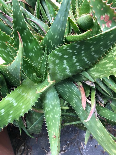Piante aloe maculata o - 30,