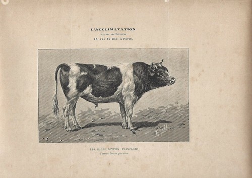 Stampa antica toro - stampa,