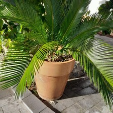 Cycas revoluta pianta da