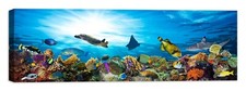 acquario  Quadro Stampa su