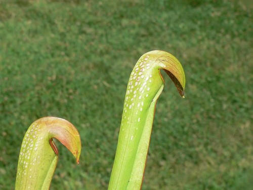 Minor var okefenokeensis - minor,
