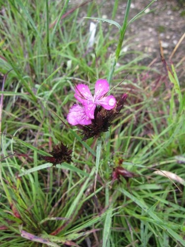 Chiodo garofano dianthus - di,