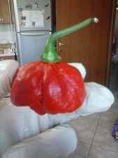 TRINIDAD MORUGA SCORPION, PEPERONCINO, HOT, PEPPER, RECORD, SEMI SEEDS