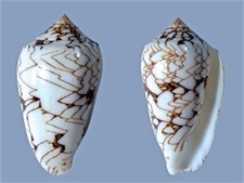 Conidae, Conus textile f