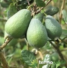 Albero feijoa, spedizione