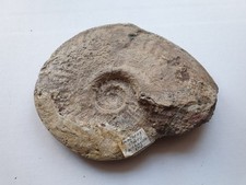 Amalteo sp. - Lias - Ammonite