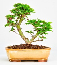 Bonsai acero testa - bonsai, leone