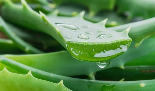 1kg foglie aloe vera - di,