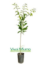 Pianta di Combava Hystrix -