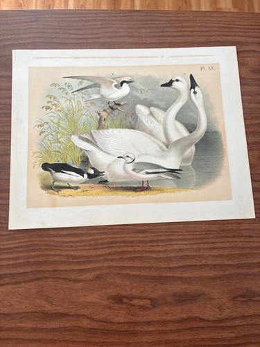 Cromolitografie studer s - 3, studer's