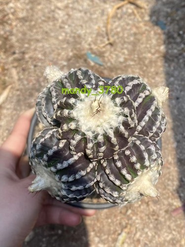 Multi teste discocactus - multi,