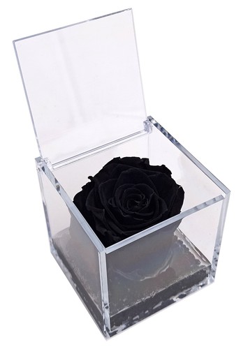Rosa nera fiore vero - rosa, nera,