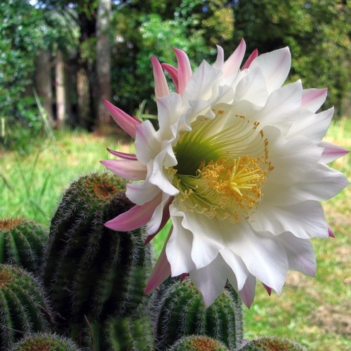 Tri cereus schickendantzii - tri.cereus,