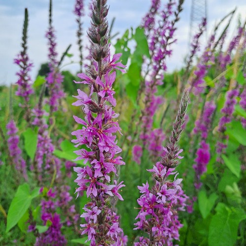 Salcerella lythrum salicaria - lythrum,